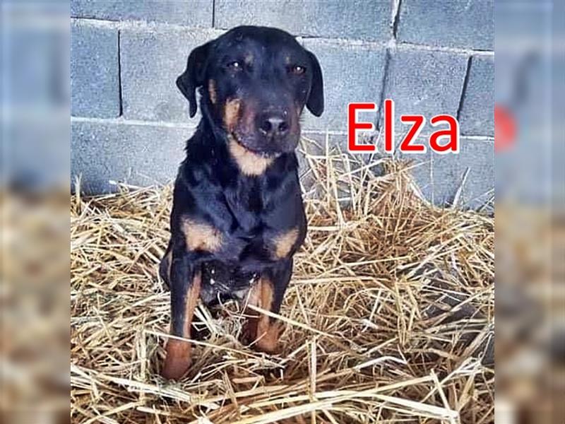 ELZA sucht liebevolles Zuhause
