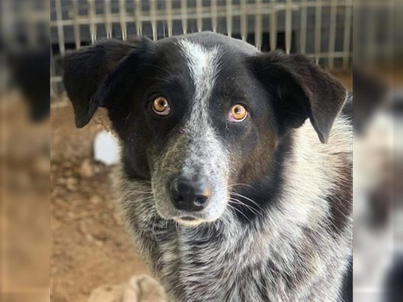 Melissula, geb. ca. 04/2018, lebt in GRIECHENLAND auf einem Gelände, auf dem die Hunde notdürftig ve
