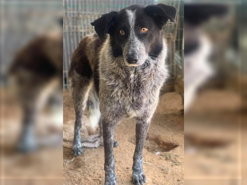 Melissula, geb. ca. 04/2018, lebt in GRIECHENLAND auf einem Gelände, auf dem die Hunde notdürftig ve