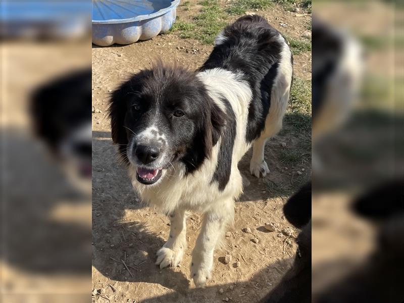 Dasinja, geb. ca. 03/2018, lebt in GRIECHENLAND, auf einem Gelände, Hunde werden notdürftig versorgt