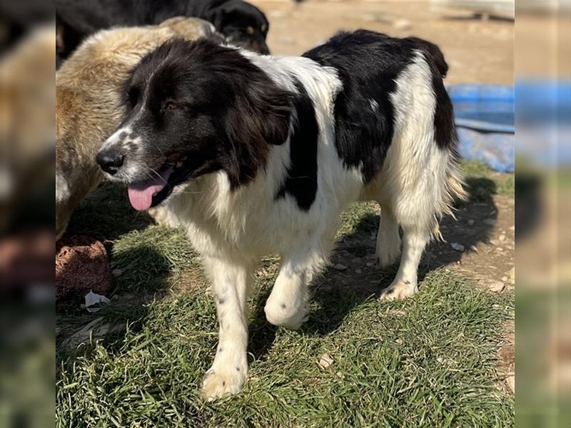 Dasinja, geb. ca. 03/2018, lebt in GRIECHENLAND, auf einem Gelände, Hunde werden notdürftig versorgt