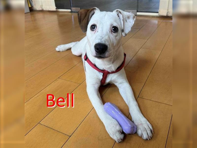 BELL ❤ sucht Zuhause oder Pflegestelle