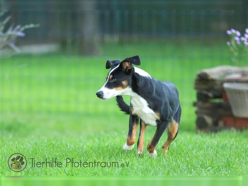 Merle sucht ein Zuhause