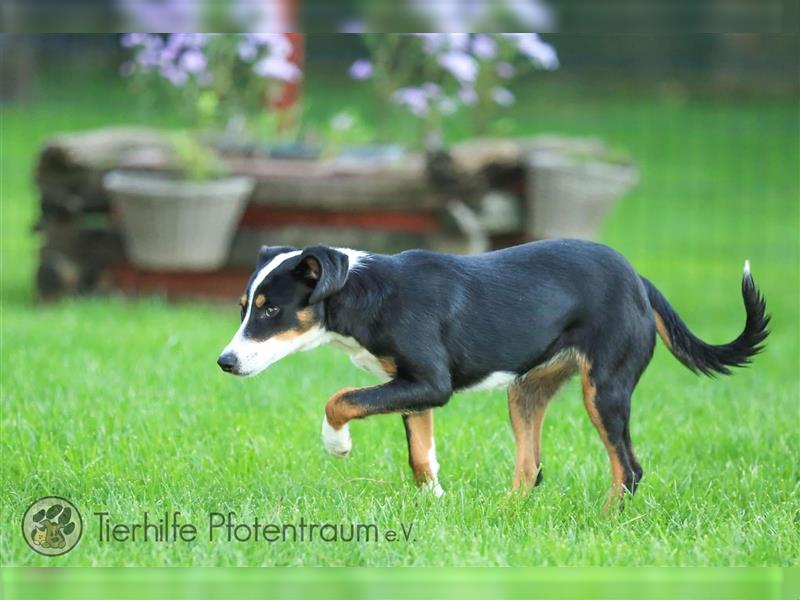 Merle sucht ein Zuhause