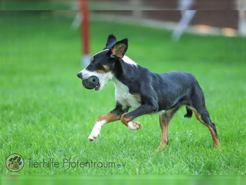 Merle sucht ein Zuhause