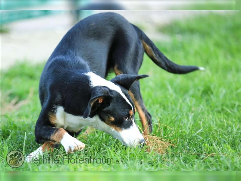 Merle sucht ein Zuhause