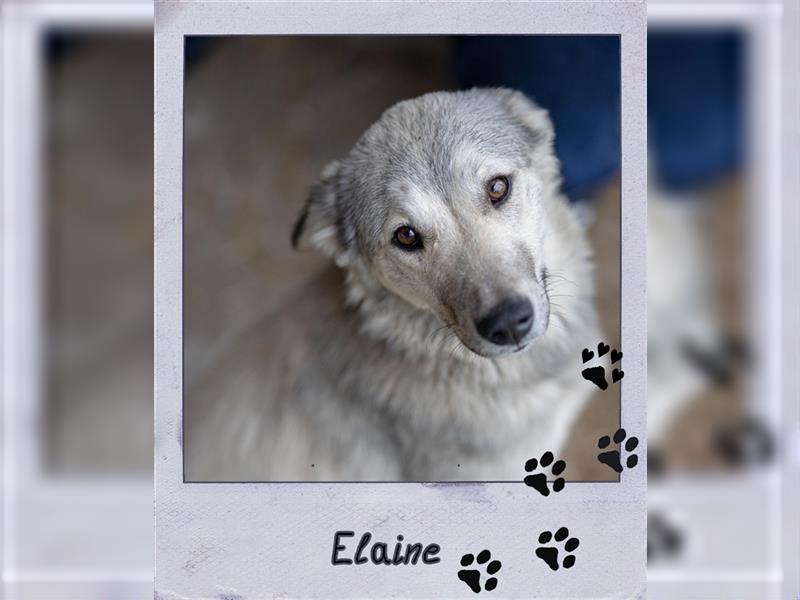 menschenbezogene Tierschutzhündin Elaine sucht ein zu Hause