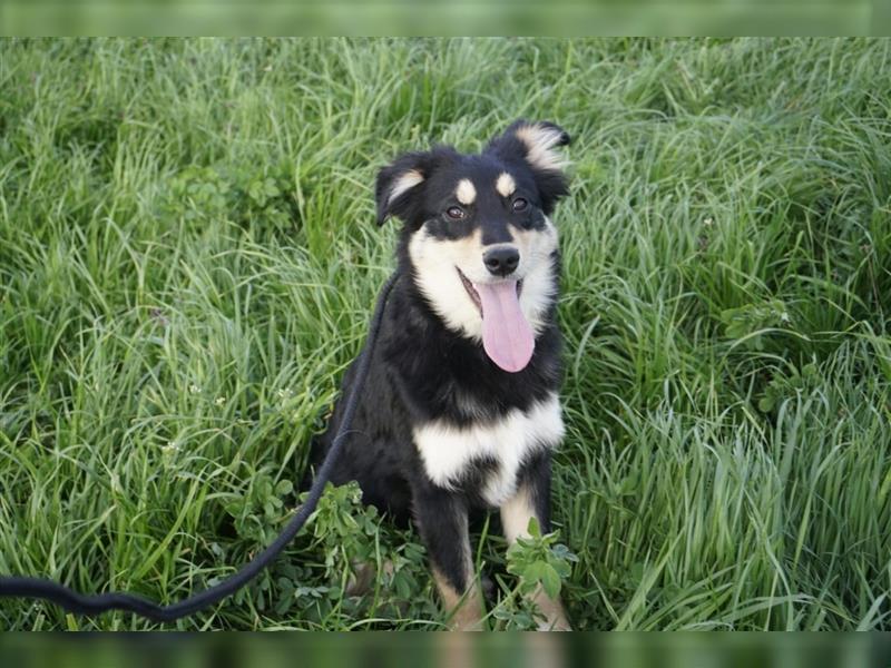 Lisa Schäferhund Mischlingshündin ca. 7 Monate alt in Rumänien