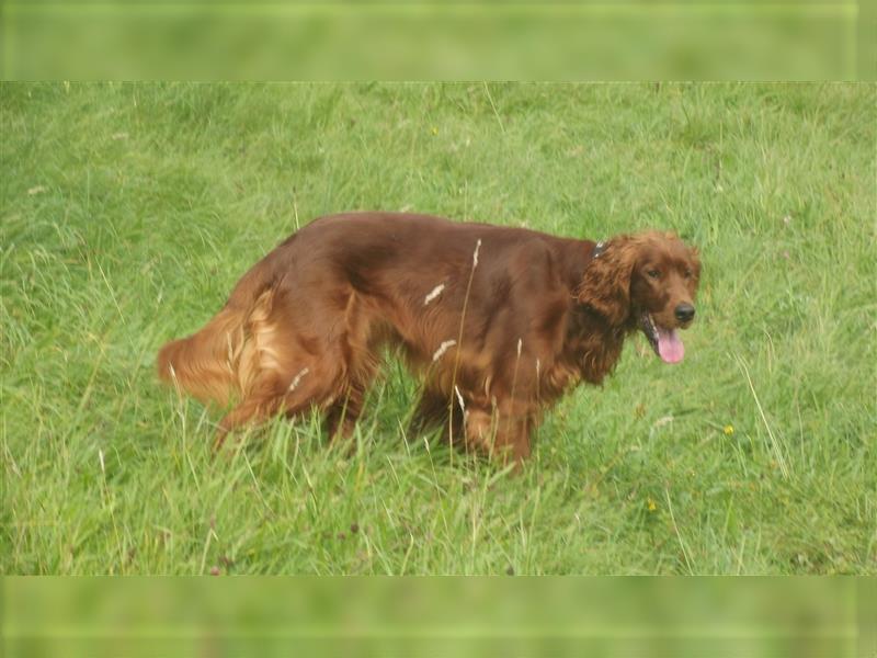 Irish Setter / Setterwelpen