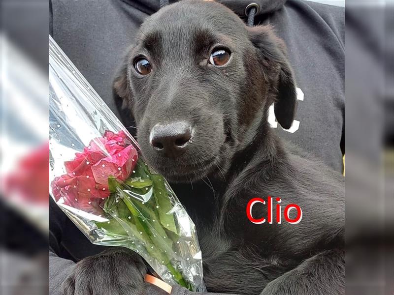 CLIO ❤ EILIG! sucht Zuhause oder Pflegestelle