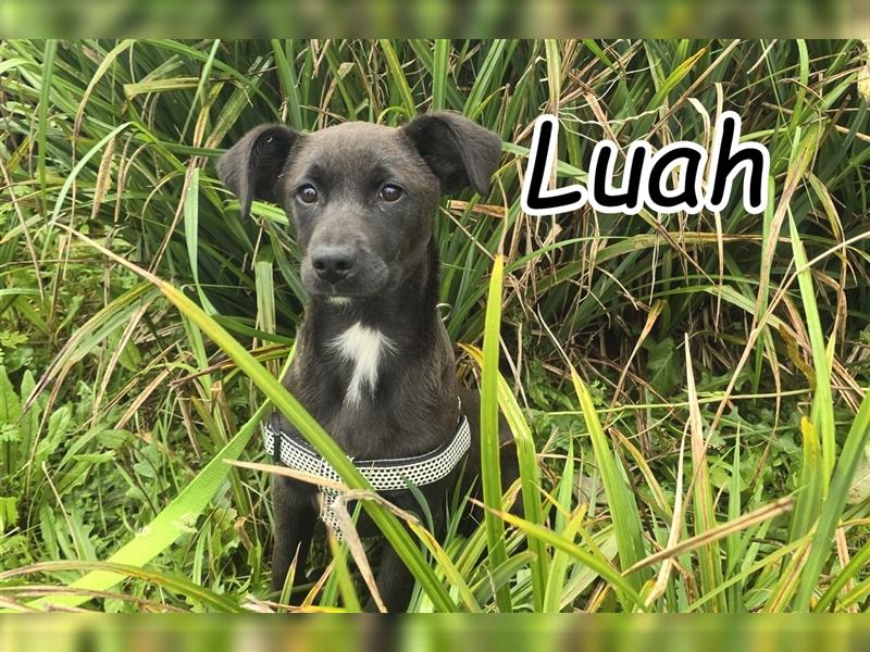 Darf Luah bei und mit Ihnen wachsen und ein toller Familienhund werden?