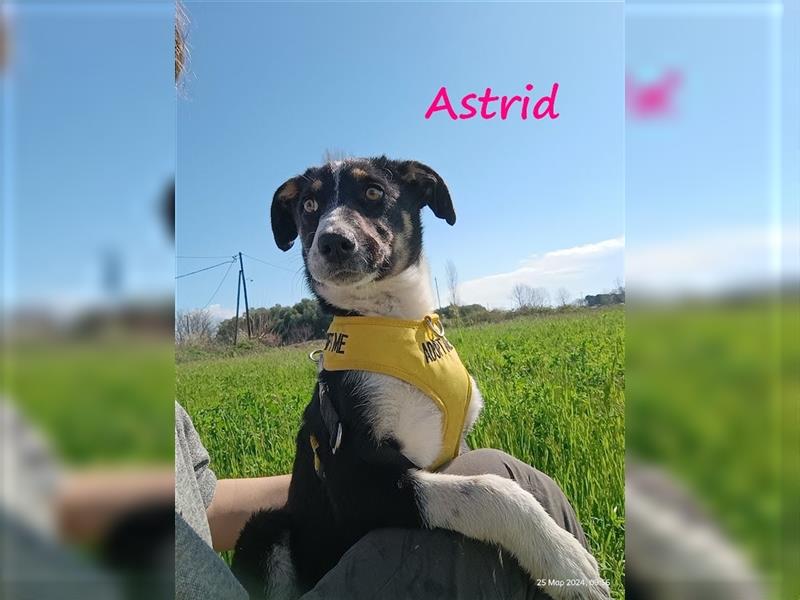 Astrid 11/2023 (GR) - föhliche, sehr soziale und ausgeglichene Welpin sucht ihre Familie!