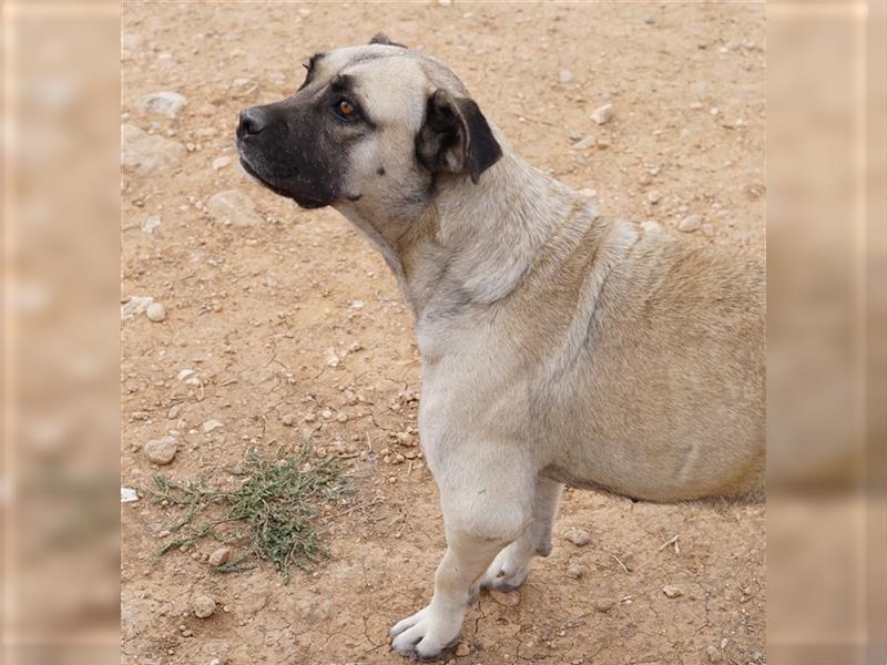 Pamina, geb. ca. 10/2016, lebt in GRIECHENLAND, auf einem Gelände, auf dem die Hunde notdürftig vers