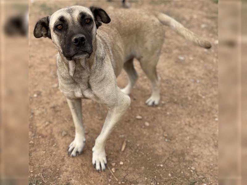 Pamina, geb. ca. 10/2016, lebt in GRIECHENLAND, auf einem Gelände, auf dem die Hunde notdürftig vers