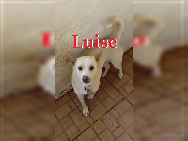 LUISE ❤  sucht Zuhause/Pflegestelle