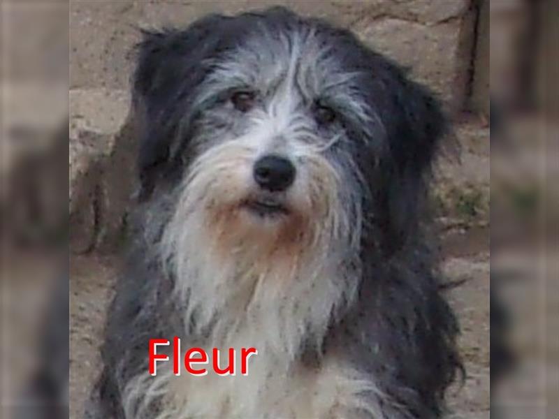 FLEUR ❤ sucht Zuhause oder Pflegestelle