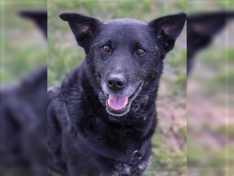 Shiva ❤️ schmusiger, treuer Familienhund