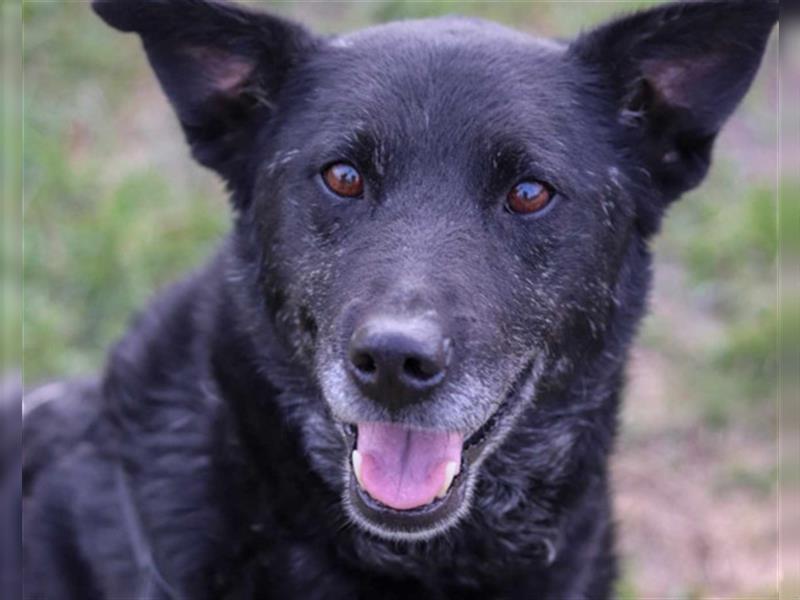 Shiva ❤️ schmusiger, treuer Familienhund