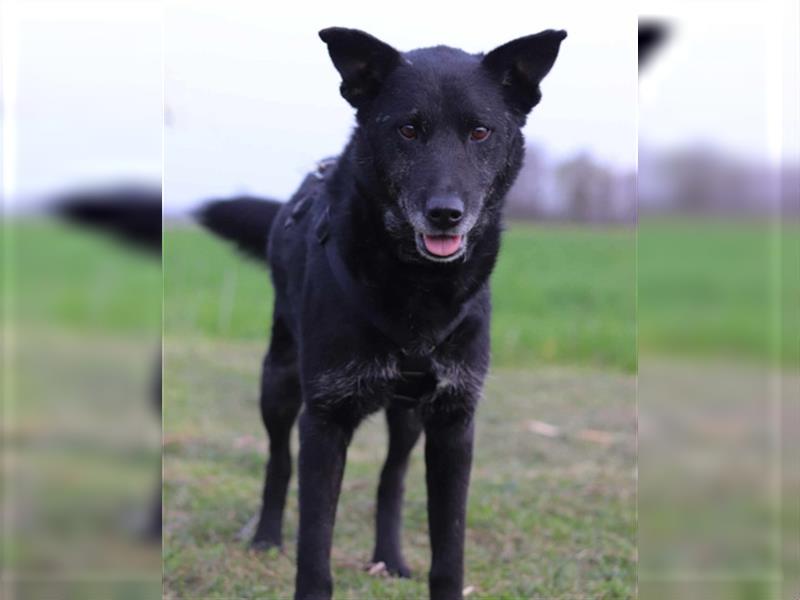 Shiva ❤️ schmusiger, treuer Familienhund