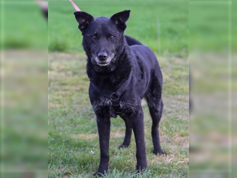 Shiva ❤️ schmusiger, treuer Familienhund