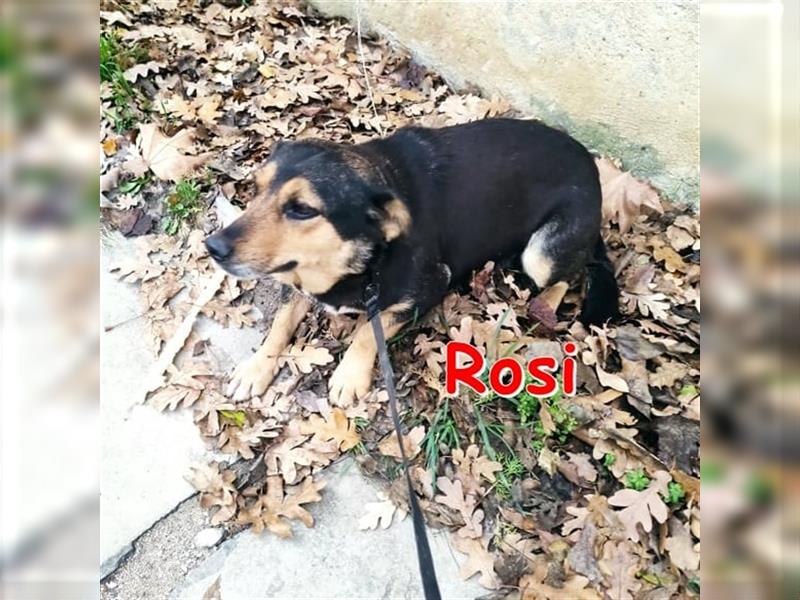 ROSI ❤ sucht ihr Für-Immer-Zuhause