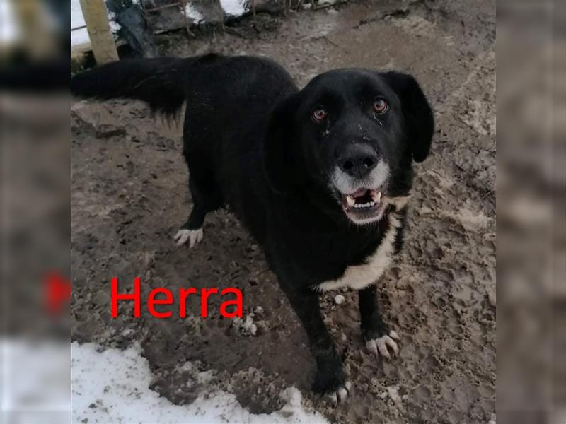 HERRA ❤ sucht Zuhause oder Pflegestelle