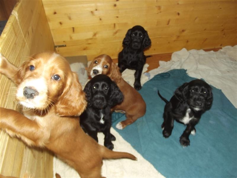 Irish Setter / Setterwelpen