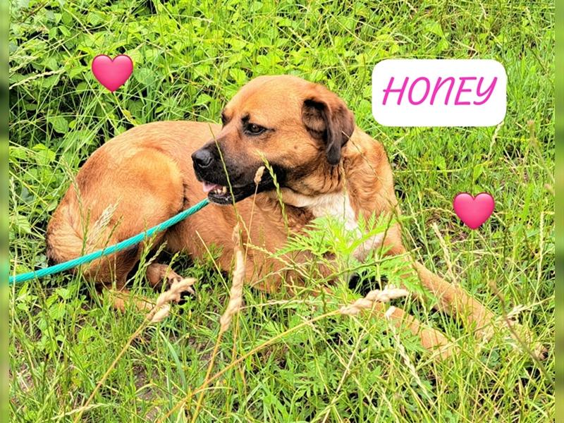 Ganz liebes Hundemädel Honey wartet schon 5 Jahre auf die ausreise