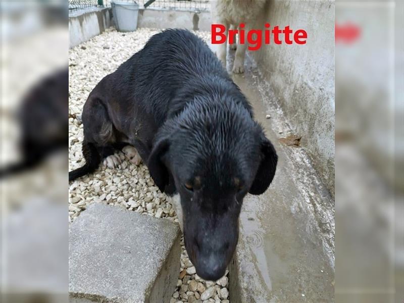 BRIGITTE - sucht dringend ein Zuhause 