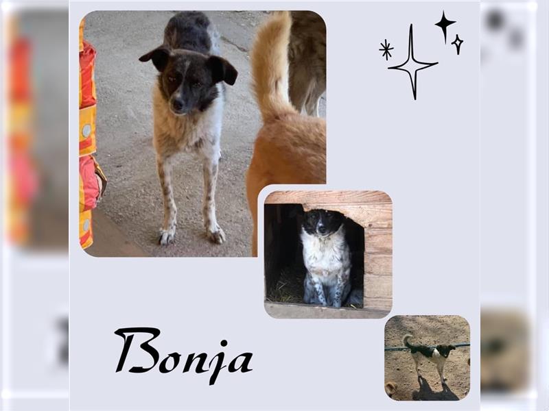 Bonja sucht ihre Menschen!