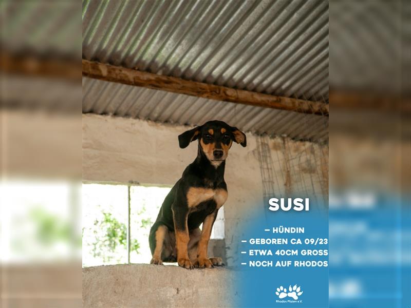 Susi sucht ihr zu Hause! ❤️
