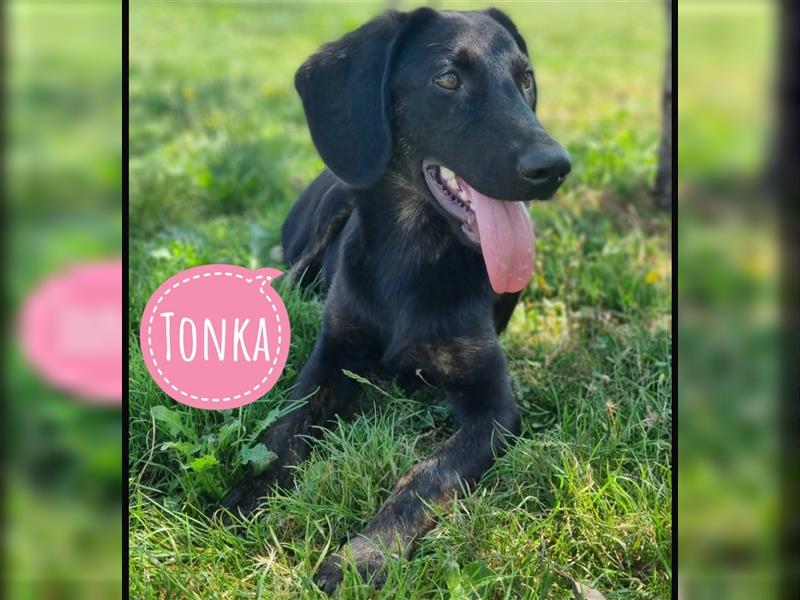 Tonka eine tolle Familienhündin