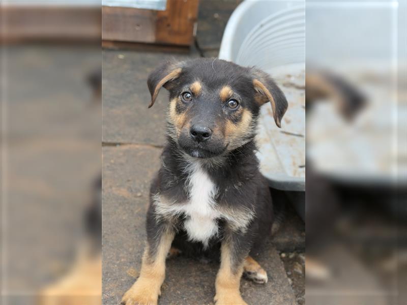 Tierschutzhündin Isa sucht nach ihrer Familie