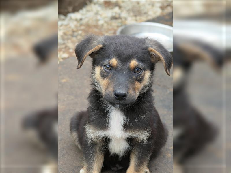 Tierschutzhündin Isa sucht nach ihrer Familie