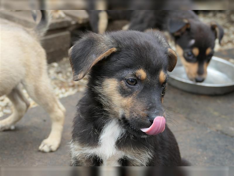 Tierschutzhündin Isa sucht nach ihrer Familie