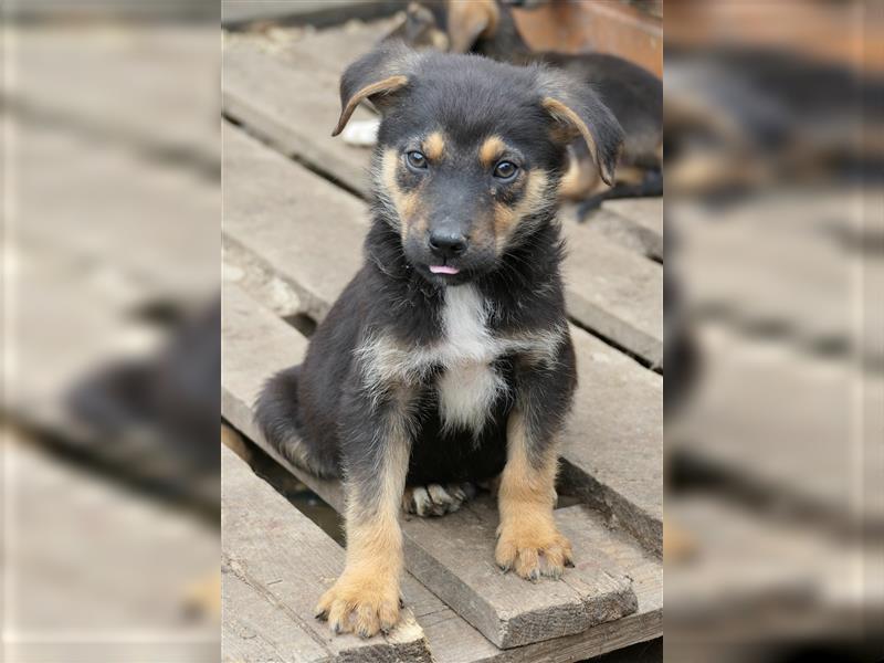 Tierschutzhündin Isa sucht nach ihrer Familie