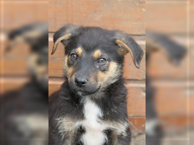 Tierschutzhündin Isa sucht nach ihrer Familie