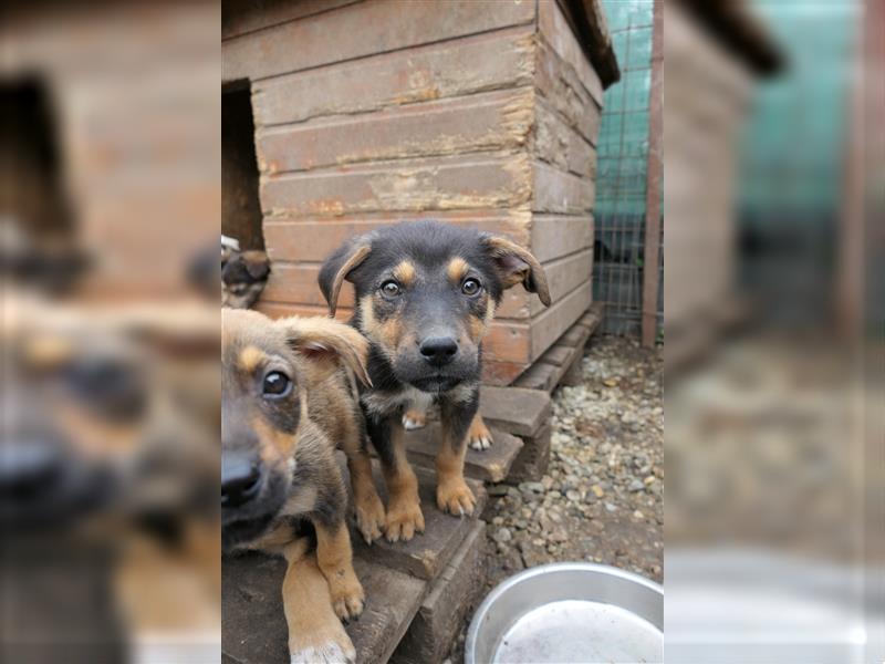 Tierschutzhündin Isa sucht nach ihrer Familie