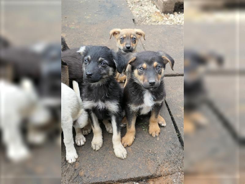 Tierschutzhündin Isa sucht nach ihrer Familie