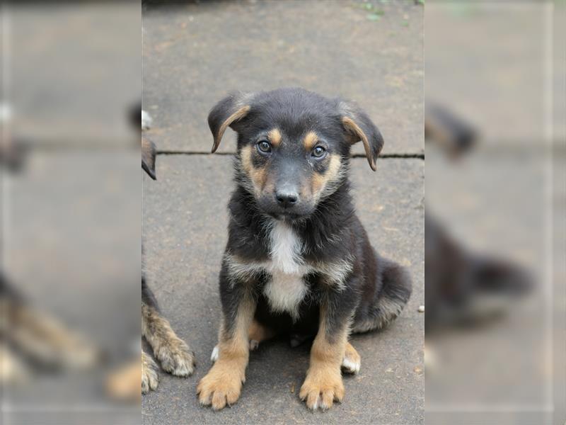 Tierschutzhündin Isa sucht nach ihrer Familie