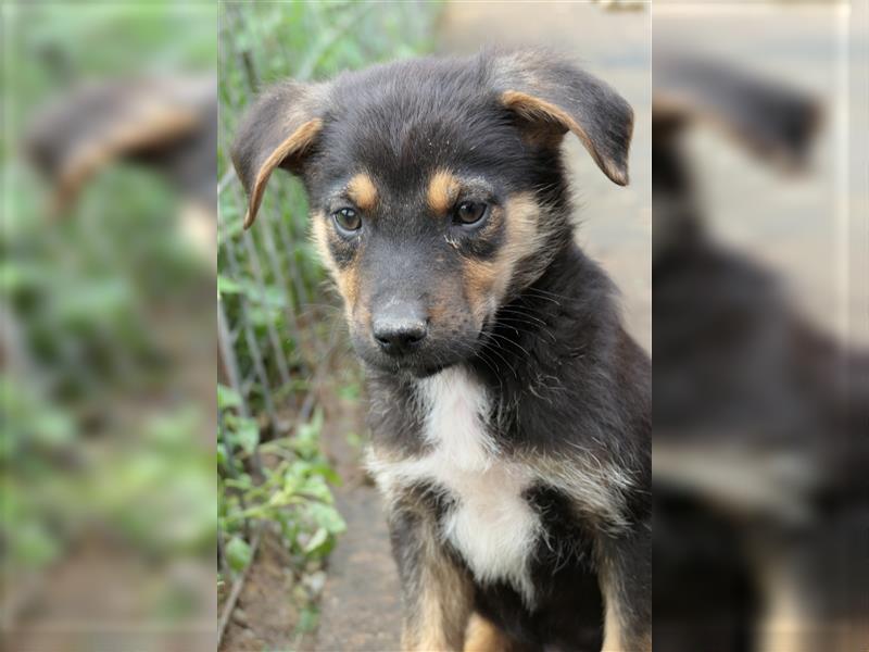 Tierschutzhündin Isa sucht nach ihrer Familie