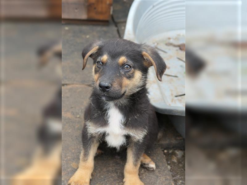 Tierschutzhündin Isa sucht nach ihrer Familie