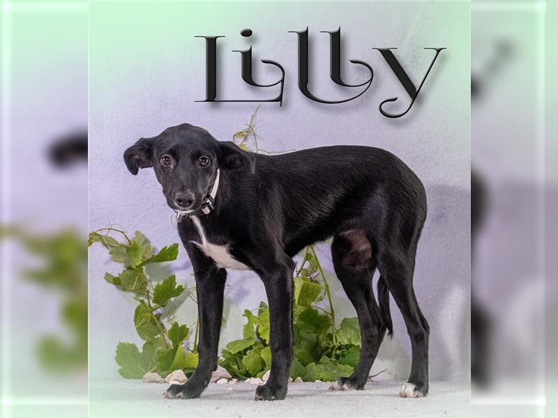 Lilly – ein liebes Welpenmädchen