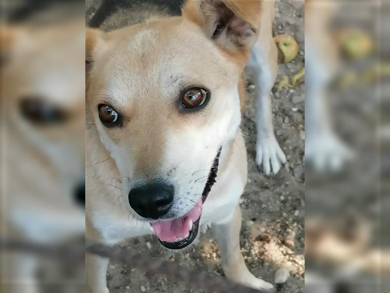 Lupita - aufgeschlossene Hundedame im besten Alter sucht liebevolles Zuhause