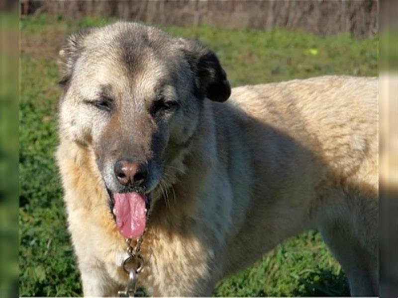 -Reserviert-Myrto -braves anhängliches älteres Hundemädchen sucht neues Zuhause