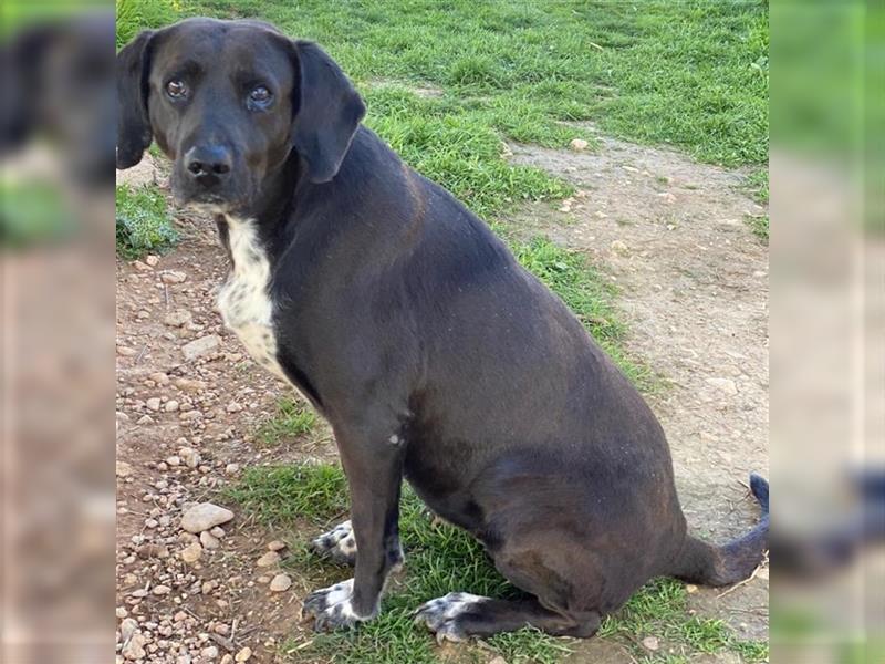 Hailey, geb. ca. 06/2015, lebt in GRIECHENLAND, auf einem Gelände, auf dem die Hunde notdürftig vers