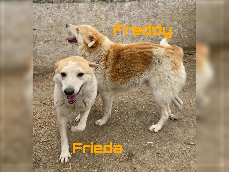 Freddy & Frieda - freundliche Geschwister