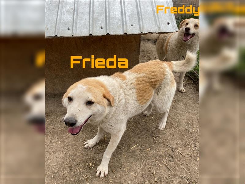 Freddy und Frieda - Geschwister, warten schon lange - freundlich