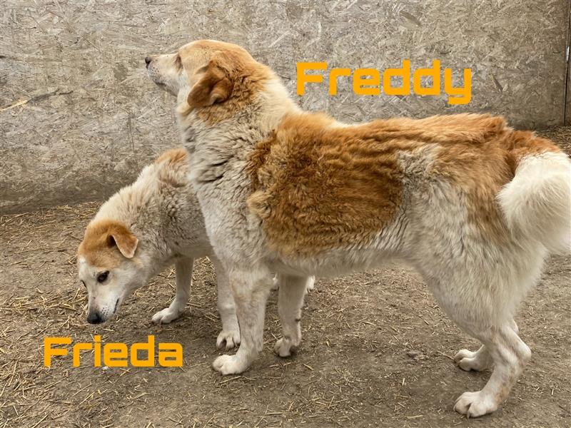 Freddy und Frieda - Geschwister, warten schon lange - freundlich