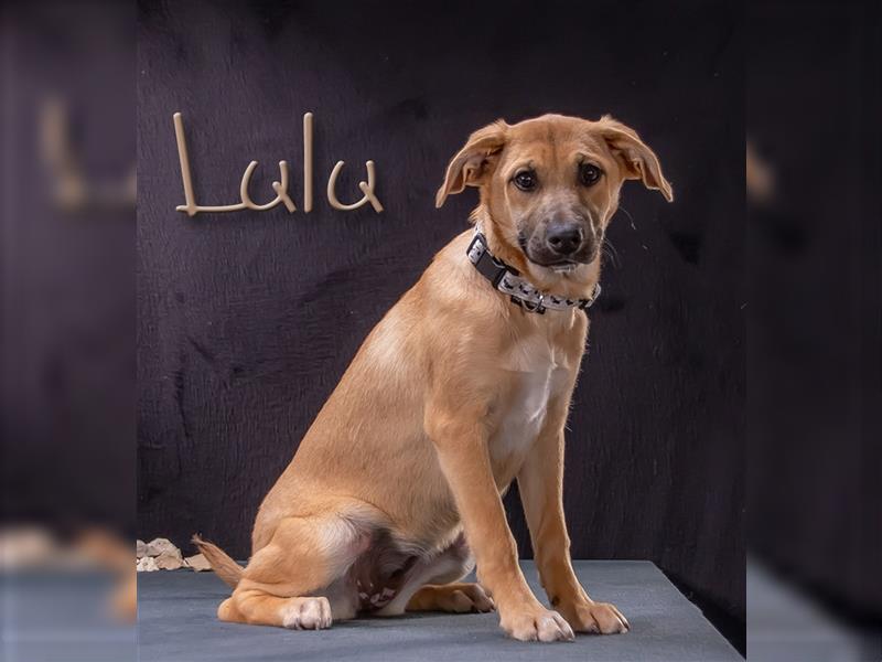 Lulu, ein zuckersüßes Hundekind!
